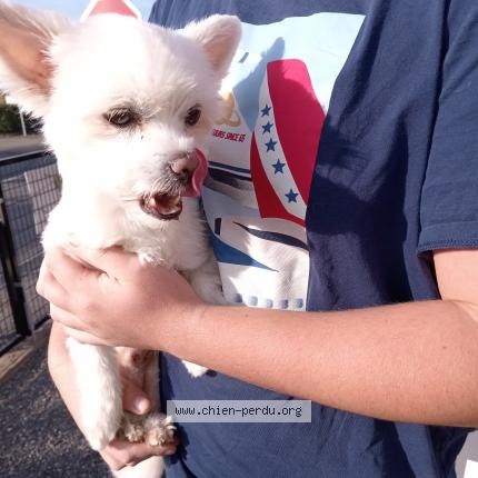 Photo de chien trouvé à St Aignan Sur Roe