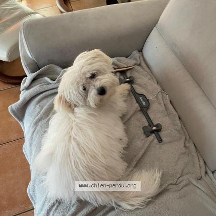 Photo 1/1 Chien retrouvé Perdu à Souge Le Ganelon