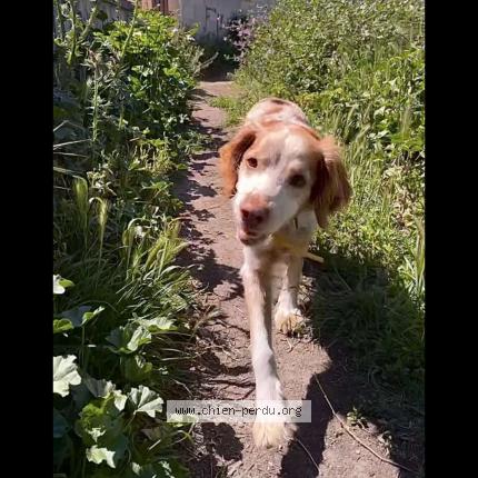 Photo 1/1 Chien retrouvé Perdu à Aubagne