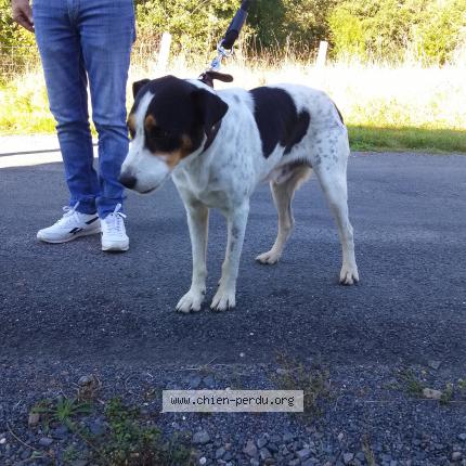 Photo 1/1 Chien retrouvé Trouvé à Langeais