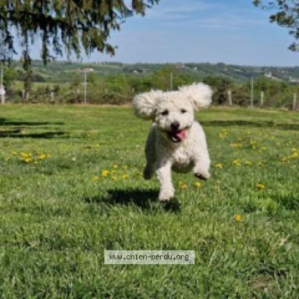 Photo 1/1 Chien retrouvé Perdu à Sauviat
