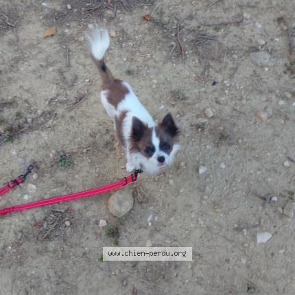 Photo de chien perdu à Lodeve