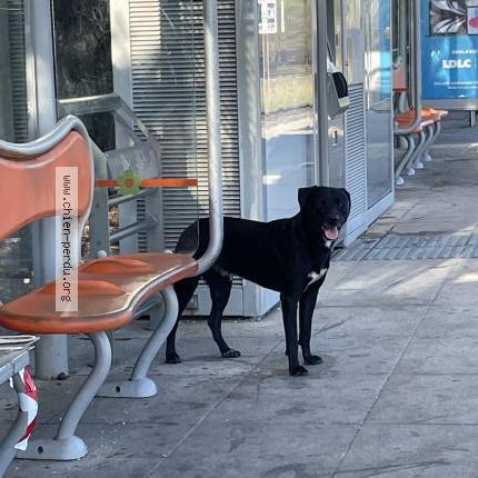 Photo 1/1 Chien retrouvé Trouvé à St Jean De Vedas