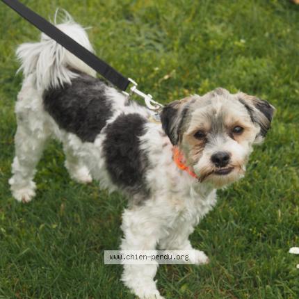 Photo de chien perdu à Sallesle D Aude