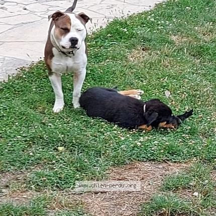 Photo de chien perdu à Pocancy