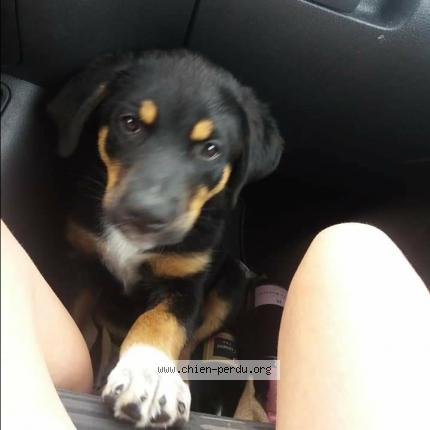 Photo de chien perdu à Pocancy