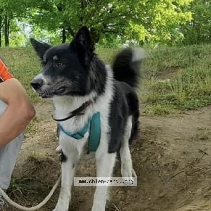 Photo de chien perdu à Sornay