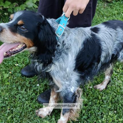 Photo de chien trouvé à Melicocq