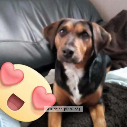 Photo de chien perdu à Vauxbuin