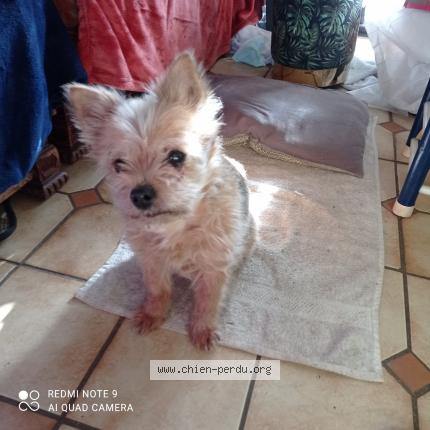 Photo 1/1 Chien retrouvé Perdu à Chelles les coudreaux