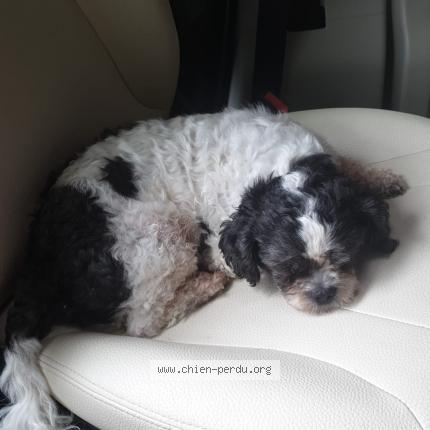 Photo de chien perdu à St Meard De Dronne