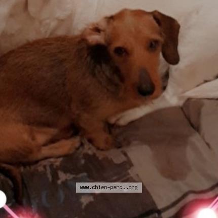 Photo de chien perdu à Feves