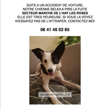 Photo 1/1 Chien retrouvé Perdu à L hay les roses