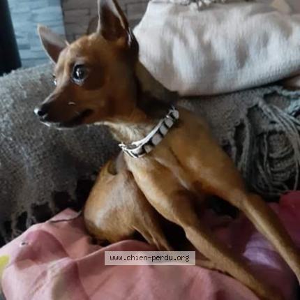 Photo de chien perdu à Vic En Bigorre