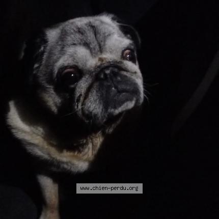 Photo de chien trouvé à Mont De Marsan