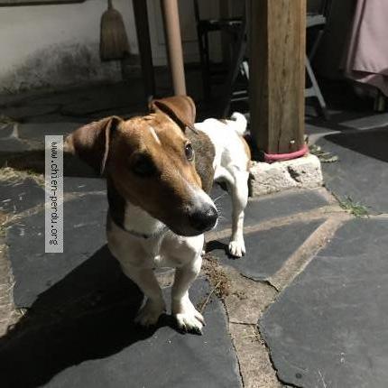 Photo de chien trouvé à St Ay