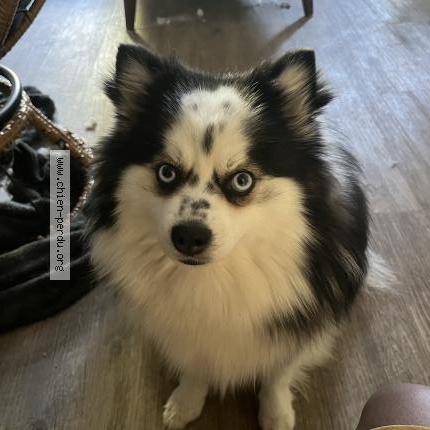 Photo de chien perdu à Argenteuil