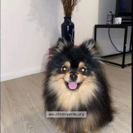 Photo de chien perdu à Bordeaux