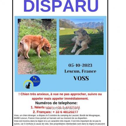 Photo 1/1 Chien retrouvé Perdu à Lescun