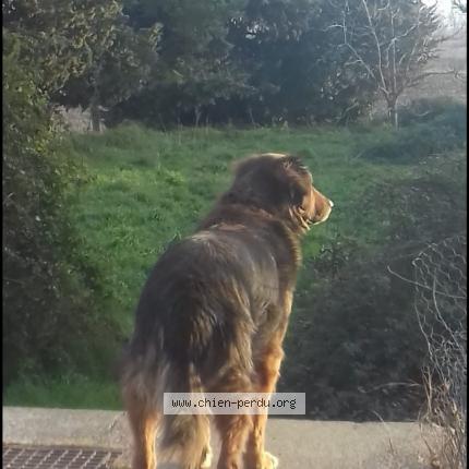 Photo 1/1 Chien retrouvé Perdu à Ventenac En Minervois
