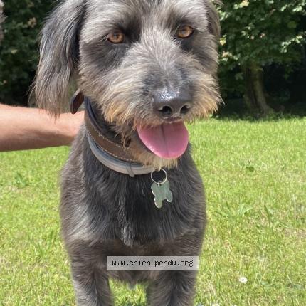 Photo 1/1 Chien retrouvé Perdu à Gy Les Nonains