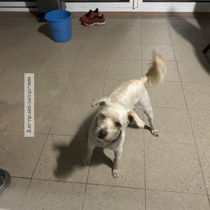 Photo 1/1 Chien retrouvé Trouvé à Vimy