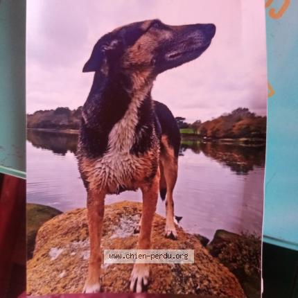 Photo de chien perdu à Concarneau