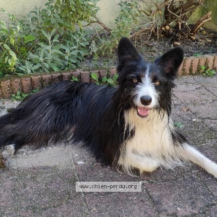 Photo de chien trouvé à Podensac