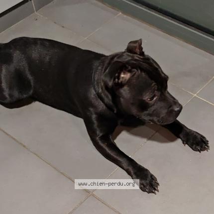 Photo de chien trouvé à Pont De Buis Les Quimerch