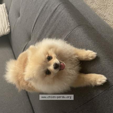 Photo de chien perdu à Bischheim