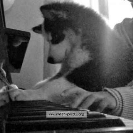 Photo de chien perdu à Nogent Sur Oise