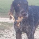 Photo de chien perdu à Salives