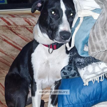 Photo de chien perdu à La Roche Sur Yon