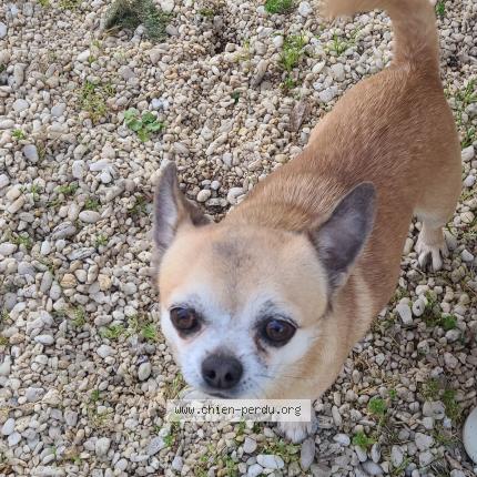 Photo de chien perdu à St Foy