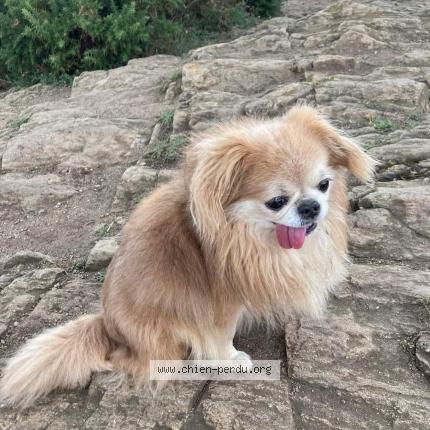 Photo de chien perdu à Geudertheim