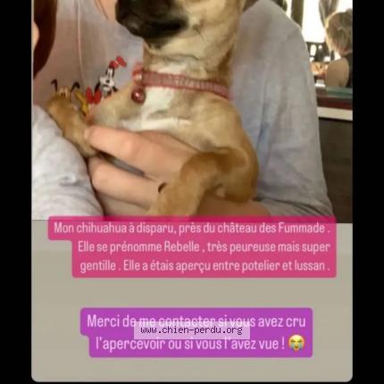 Photo de chien perdu à Allegres Les Fumades