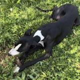 Photo de chien perdu à Landerrouat