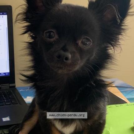 Photo de chien perdu à Pezilla La Riviere