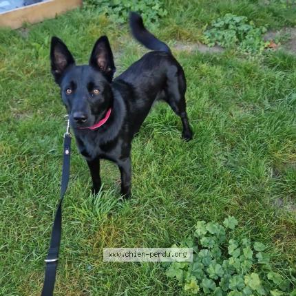 Photo de chien perdu à Henin Beaumont
