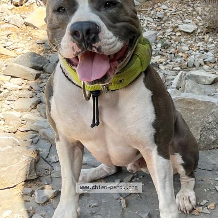 Photo de chien perdu à Sumene