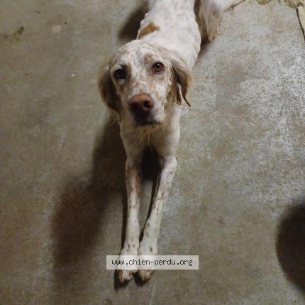 Photo de chien trouvé à Poligny