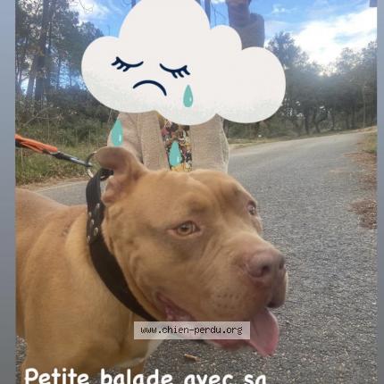 Photo 1/1 Chien retrouvé Perdu à Chusclan