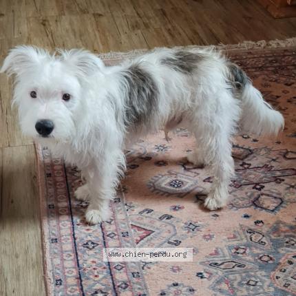Photo de chien perdu à Marines