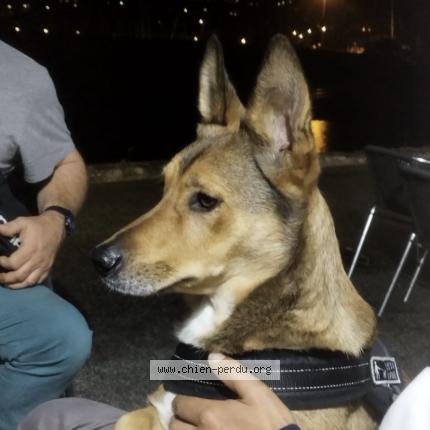 Photo de chien perdu à Hontanx