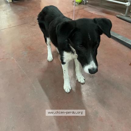 Photo de chien trouvé à Villerest