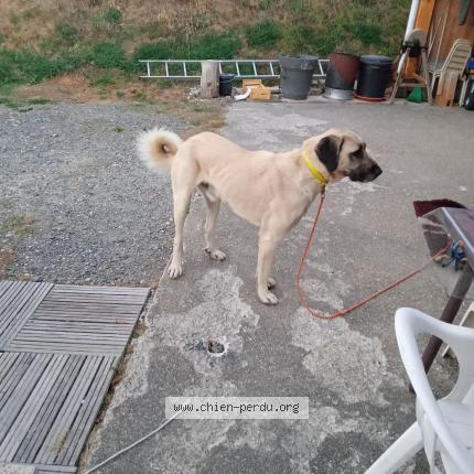 Photo de chien trouvé à Larajasse