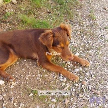 Photo de chien perdu à Laignes