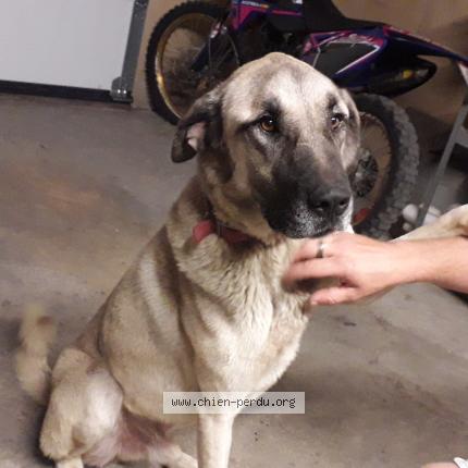 Photo de chien trouvé à Lubieres