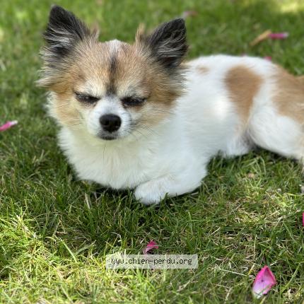 Photo de chien perdu à Sevran