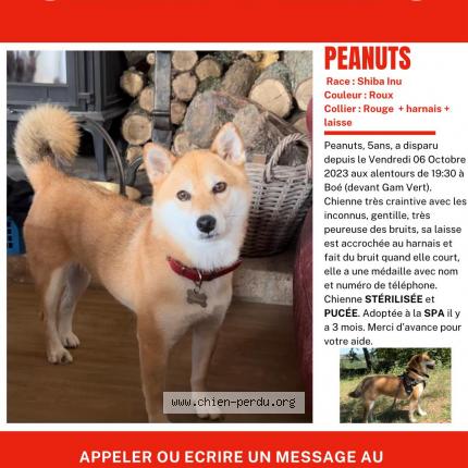 Photo de chien perdu à Boe